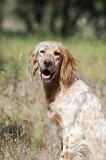 SETTER ANGLAIS 224